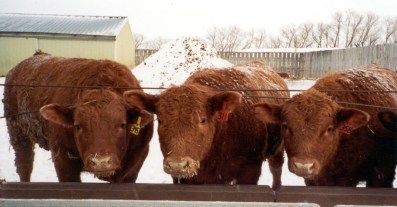 feedlot-a
