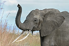 220px-African_elephant_warning_raised_trunk