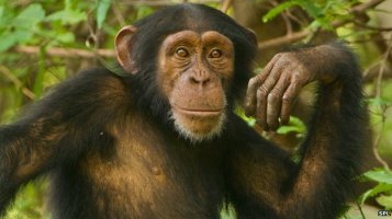 _68795045_c0160664-young_chimpanzee,_pan_troglodytes_verus-spl