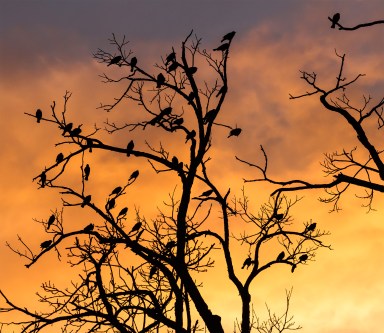 silhouetted_birds_in_a_tree_7515037378