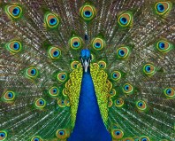 peacock-web