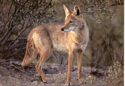 coyote11