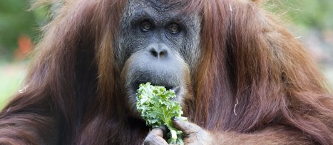 NF-Sep29-Do-Vegetarians-get-enough-Protein-1