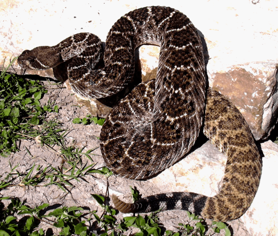 Crotalus_atrox_CDC