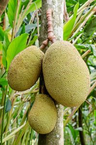 Jackfruit_hanging