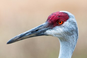 sandhill-crane-headshot