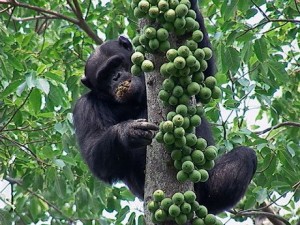 Chimp-eating-figs-300x225