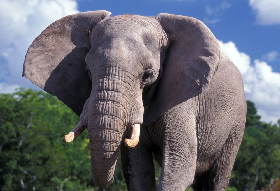 african-elephant-7