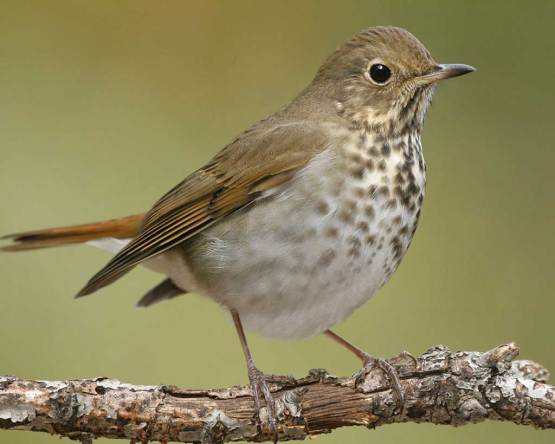 hermit_thrush_s52-13-248_l