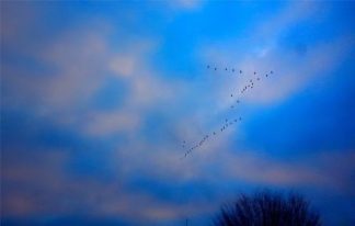 v_birds_december20_2014