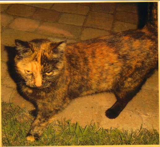 6a00d8345219e069e201b7c8c8cc1c970b-800wi