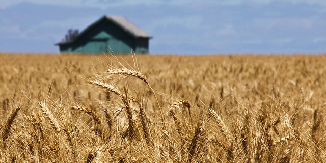 us-wheat-harvest-pic