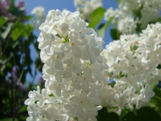 white_lilac_by_norroen_stjarna-d3huarv