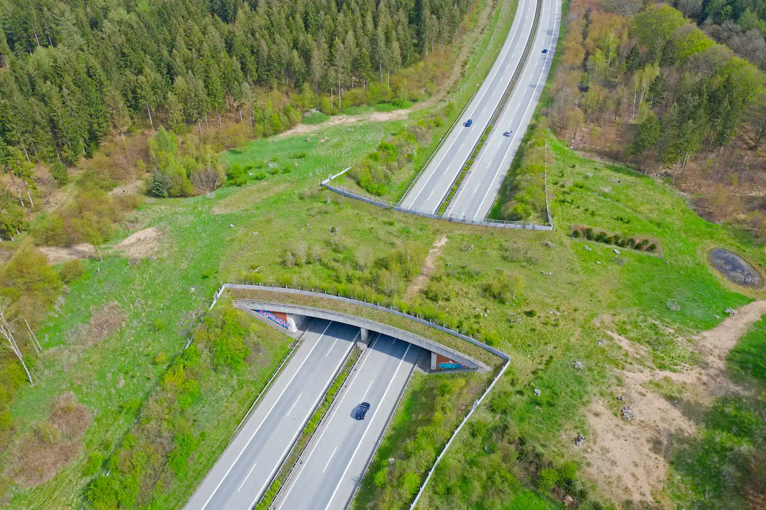 A bridge planted with grasses over a four-lane highway